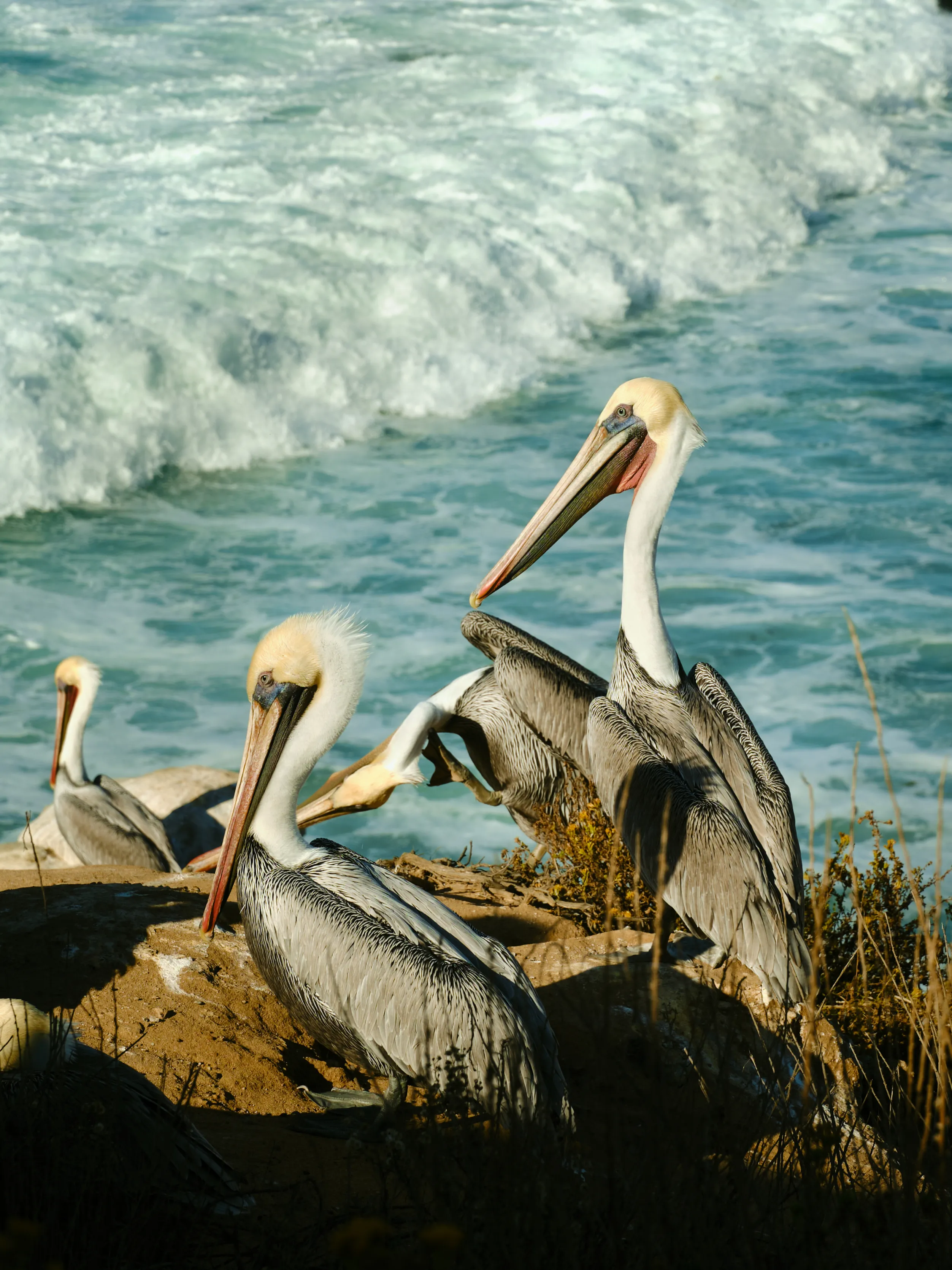 Pelicans up close