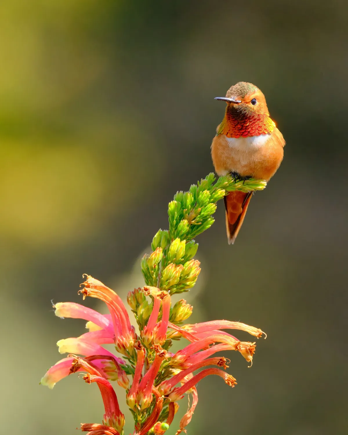 allans-hummingbird