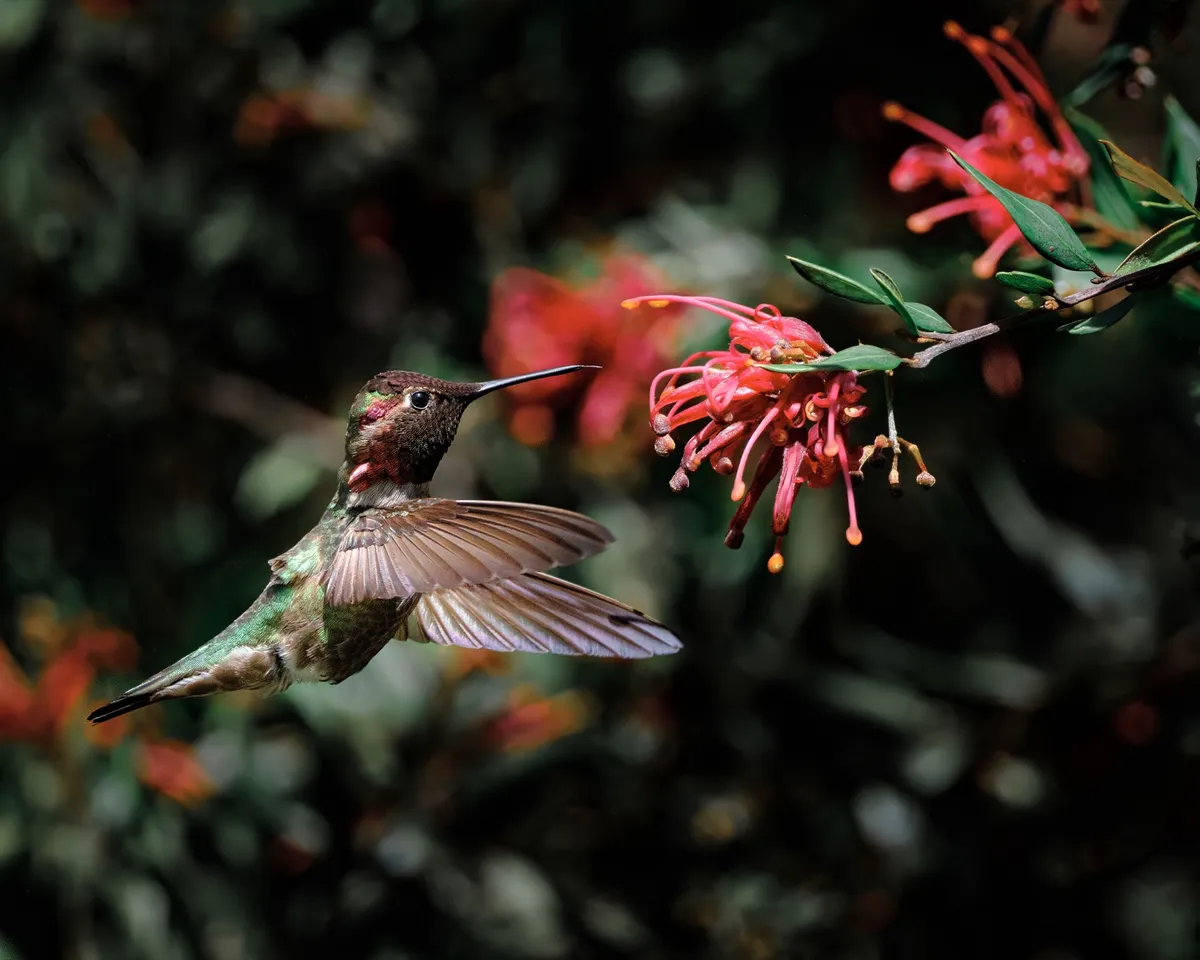 annas-mid-flight