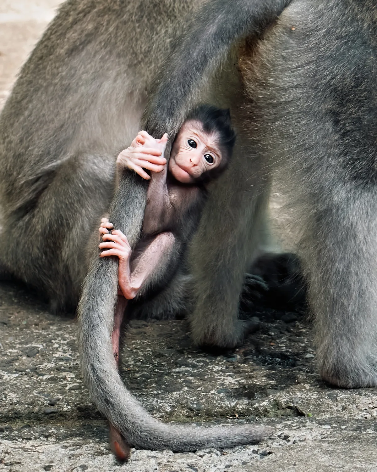 baby-balinese-macaque