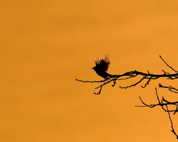 Backlit Wings