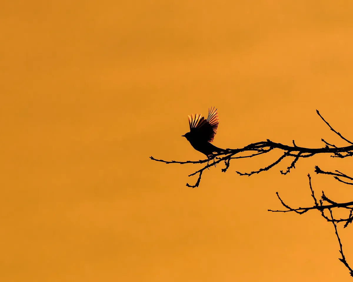 Backlit Wings
