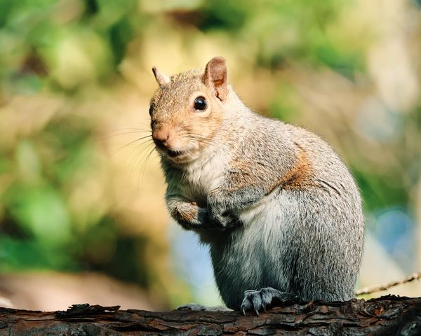 Backyard Squirrel