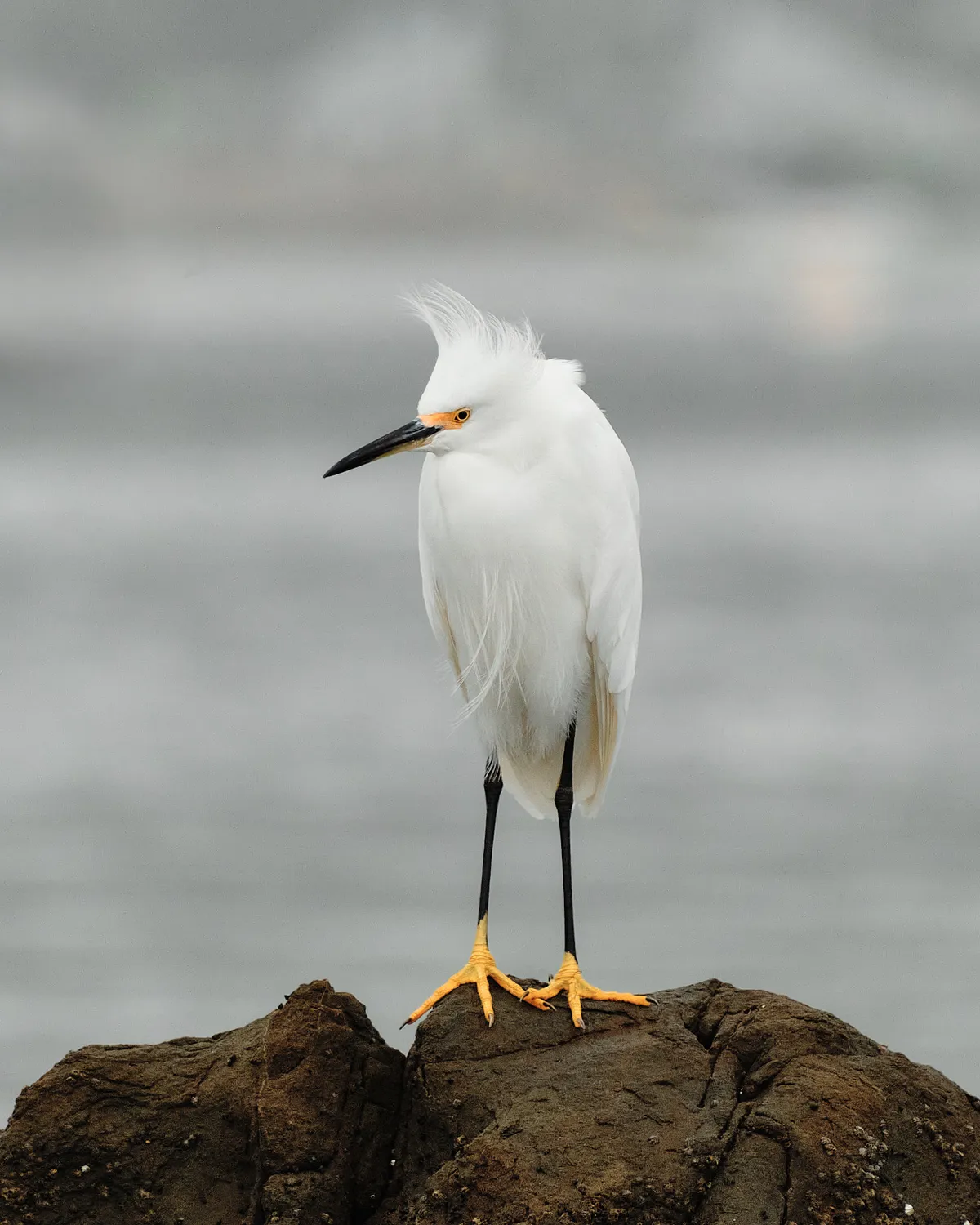 Bad Hair Day