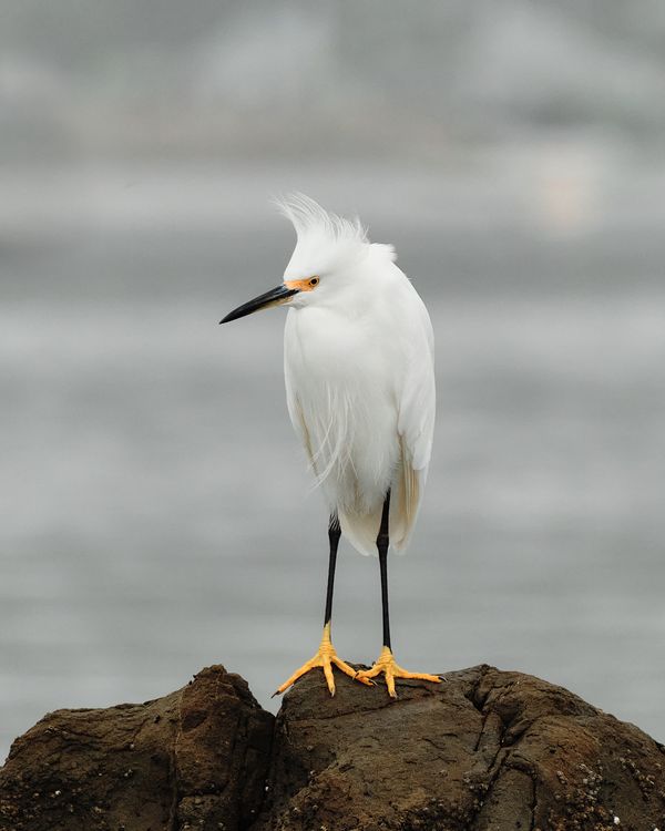 Bad Hair Day