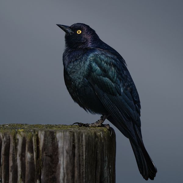 Brewers Blackbird