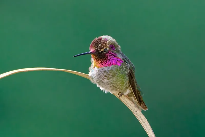 Birds & Wildlife