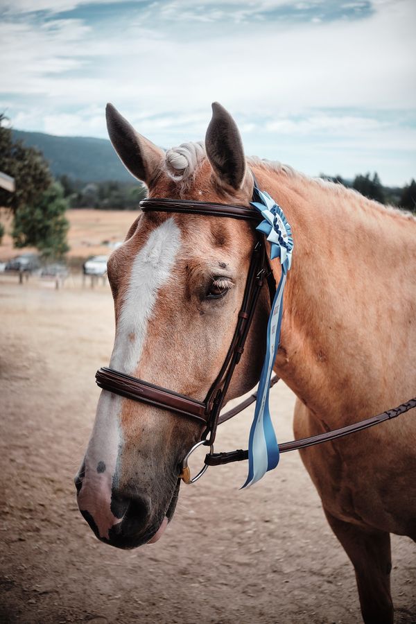 Deacon Blue Ribbon - 2024