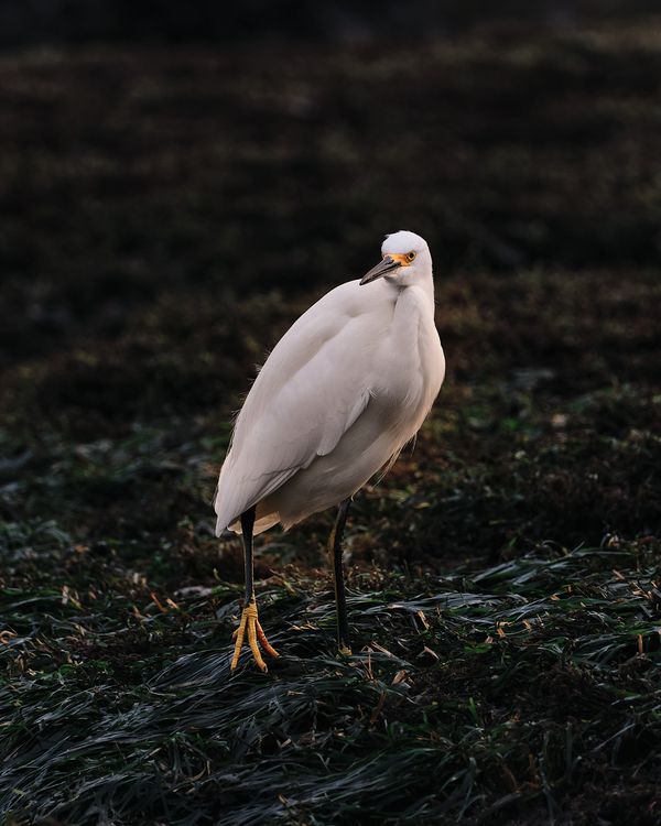 Feather Egret Strut