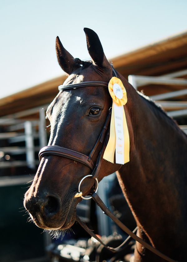 Gidget Yellow Ribbon