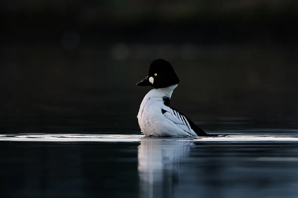 golden-eye