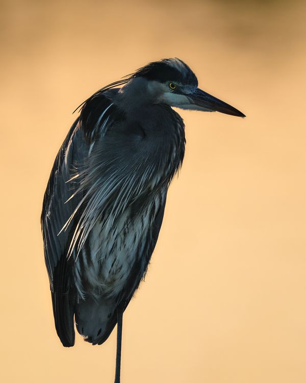 GoldenEye Heron