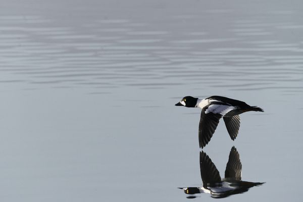 GoldenEye Reflection