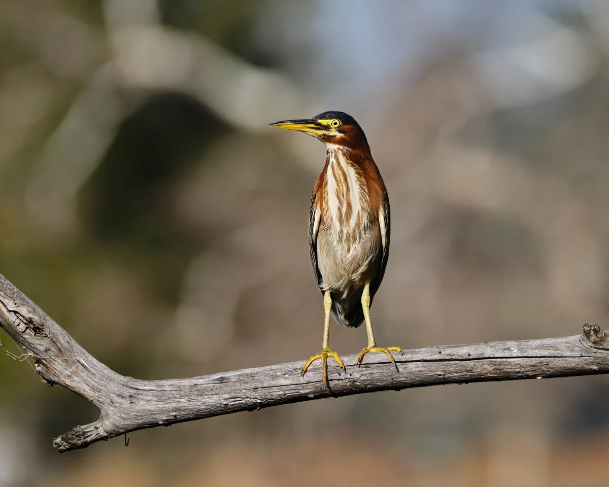 green-heron-perch