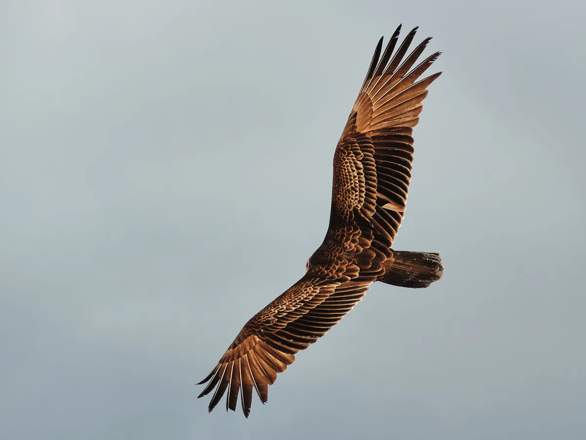 hawk-wingspan