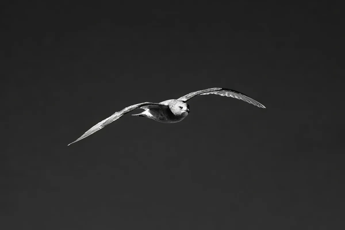 jonathan-livingston