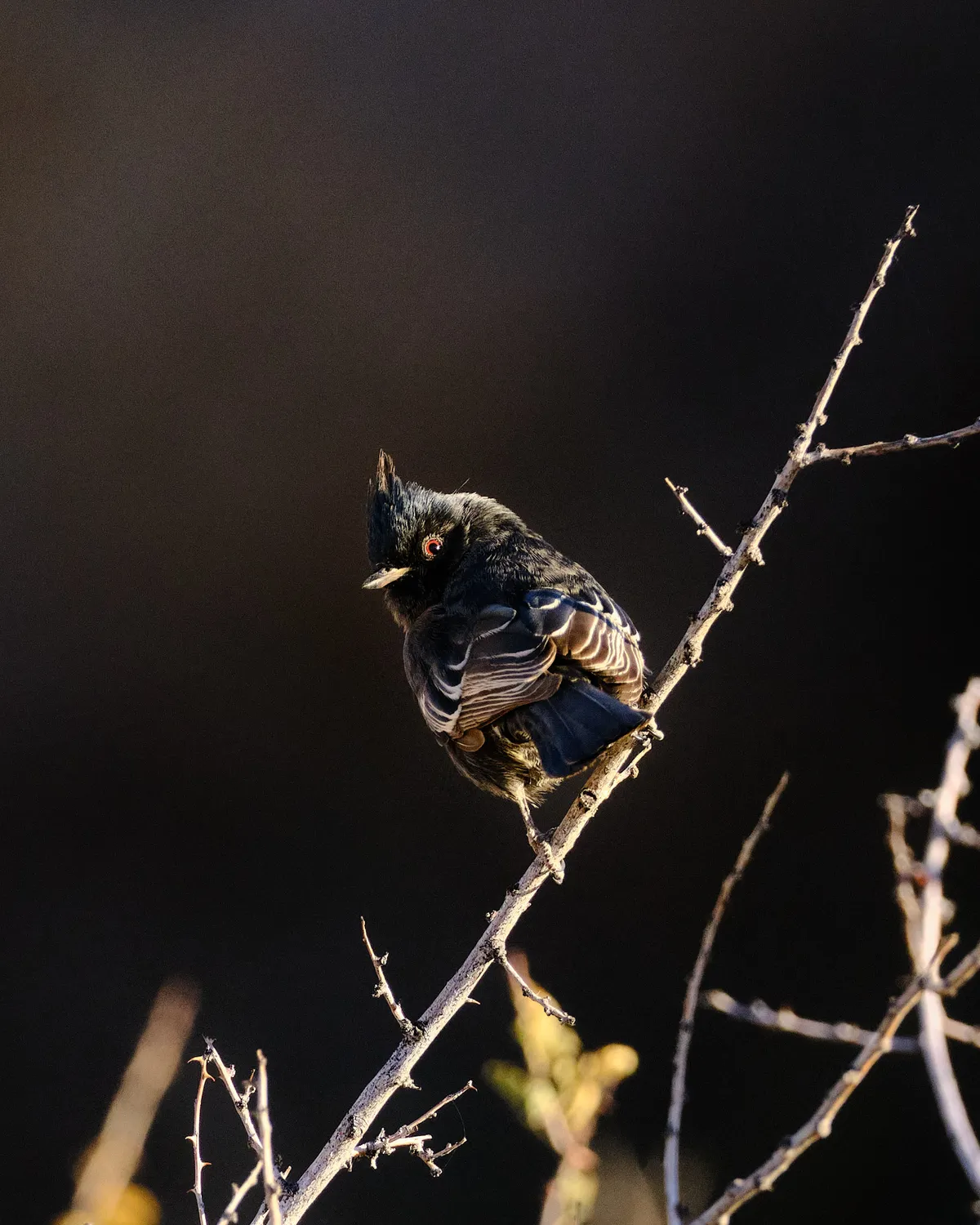 joshua-tree-phainopepla