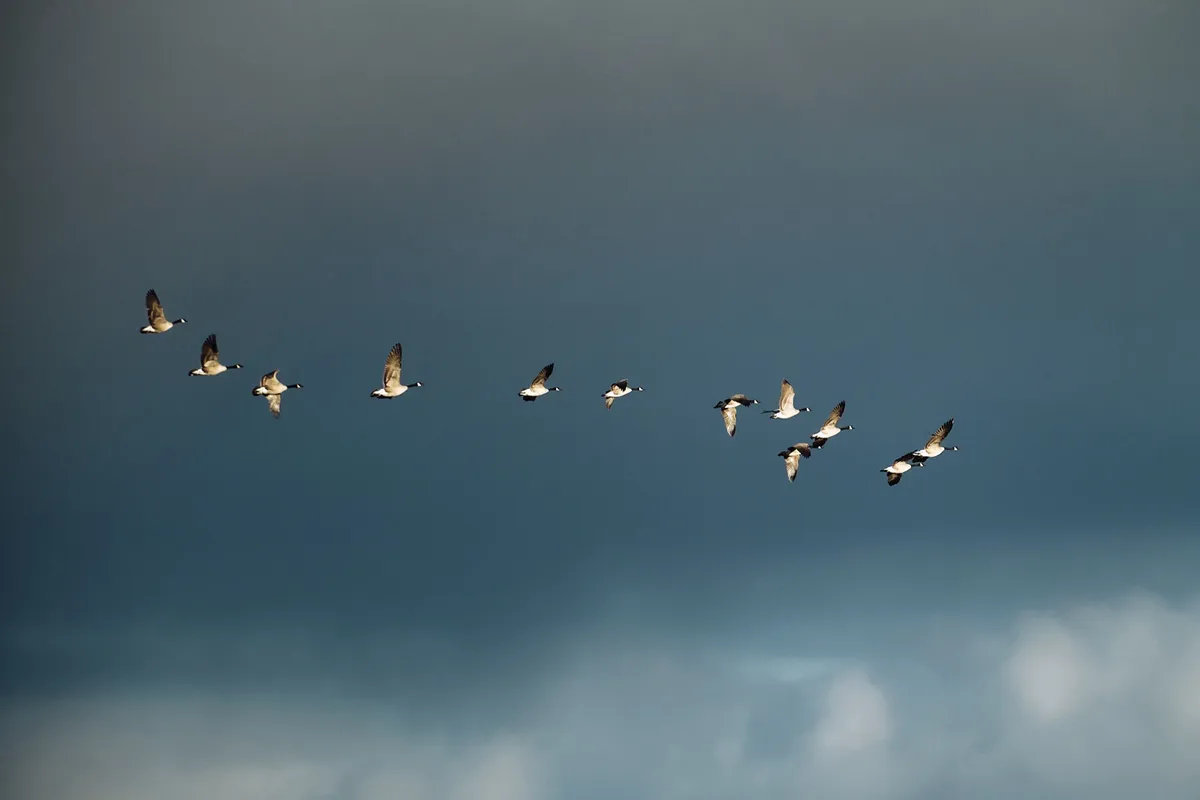 migrating-geese