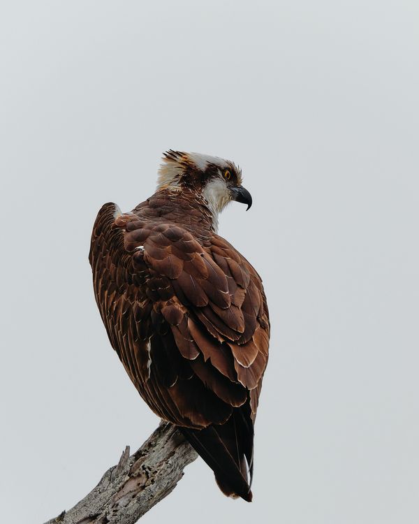 Osprey Overlook