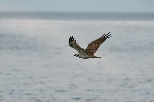 Osprey Soaring