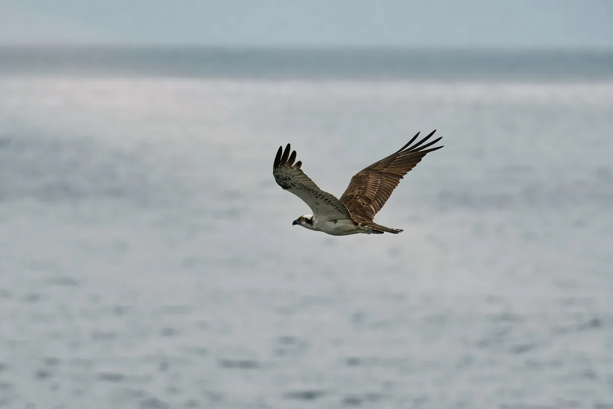 Osprey Soaring