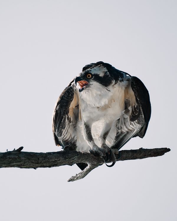 Osprey Intimidates