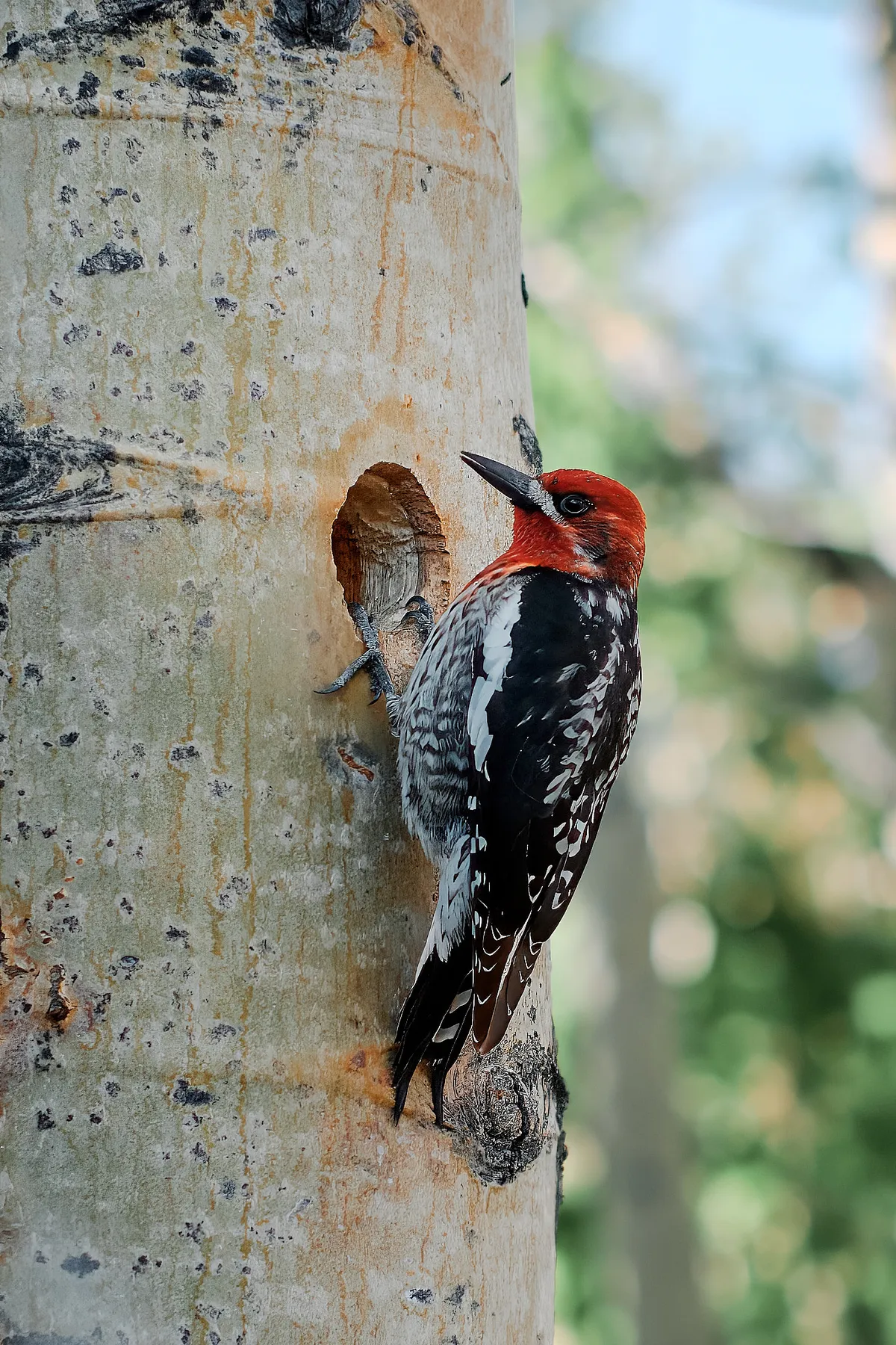 red-naped-sapsucker