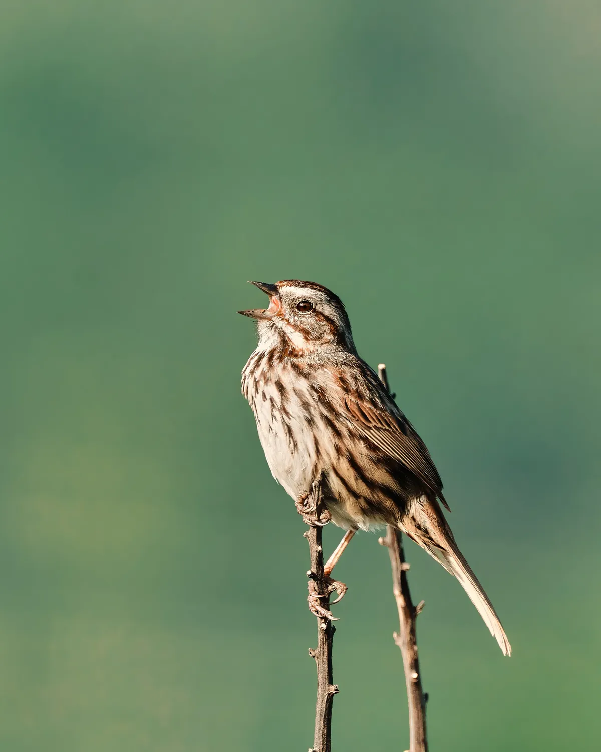 song-sparrow