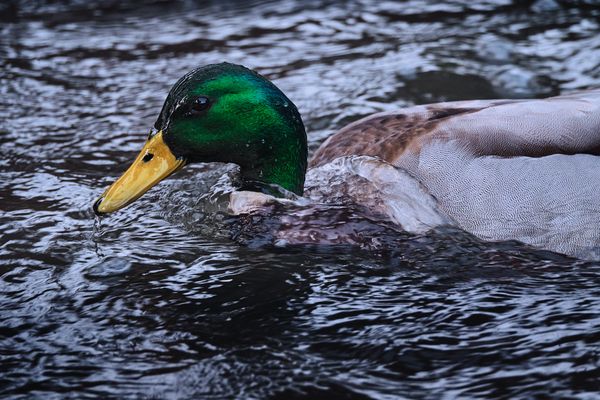 Water Off A Duck's Back