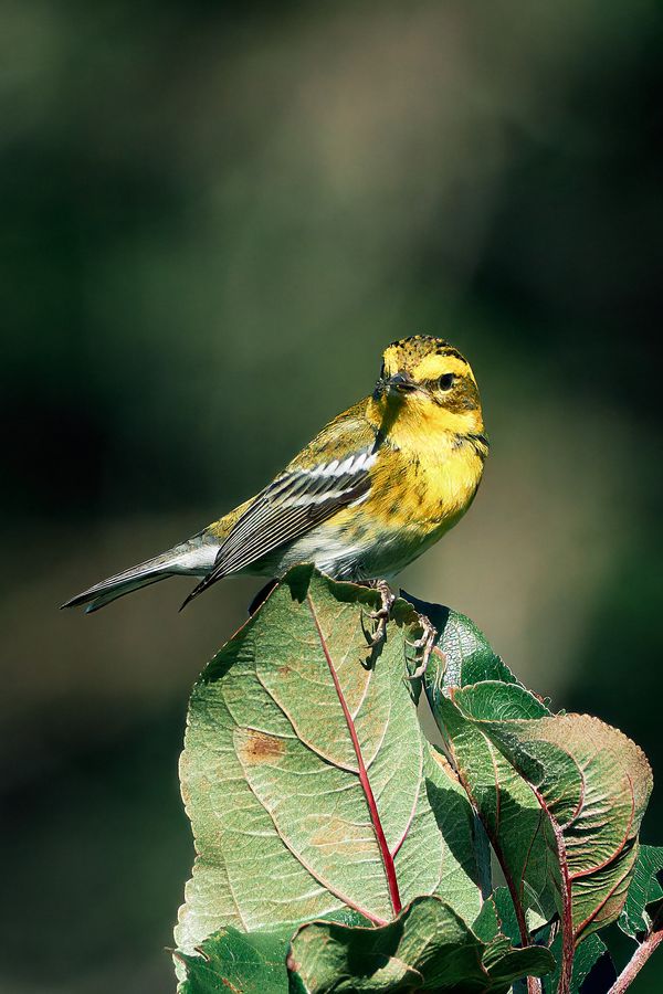 Yellow Finch On An Apple Tree